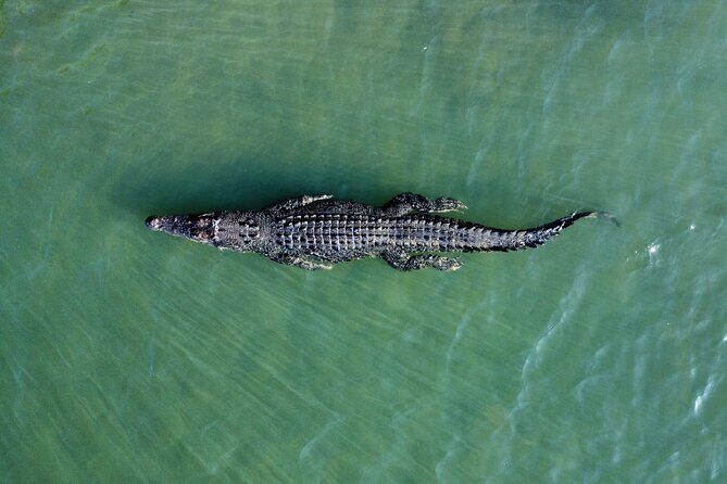 Private Luxury Cape Tribulation Adventure and Crocodile Cruise - Crossing into Daintree: The Scenic Ferry Ride