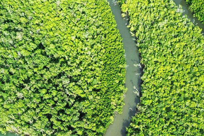 Private Luxury Cape Tribulation Adventure and Crocodile Cruise - Lunch in the Oldest Rainforest