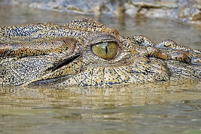 Private Luxury Cape Tribulation Adventure and Crocodile Cruise - Wildlife and Crocodile Encounter