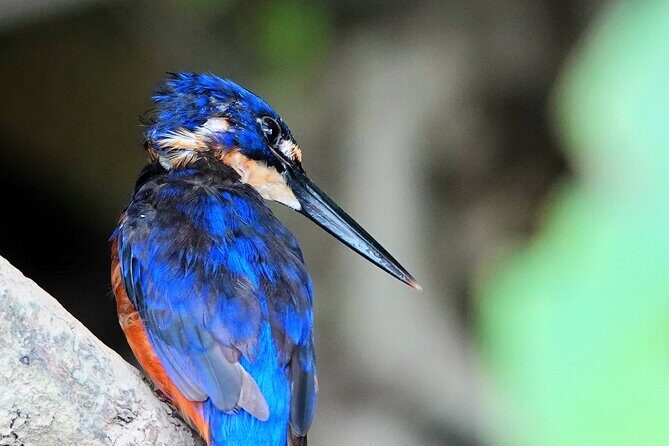 Private Luxury Daintree Dream Tour All Inclusive - What Makes This Tour Stand Out?