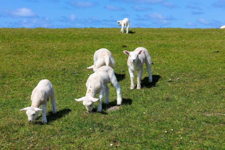 Private Luxury Dingle Peninsula Tour From Killarney - Booking Details