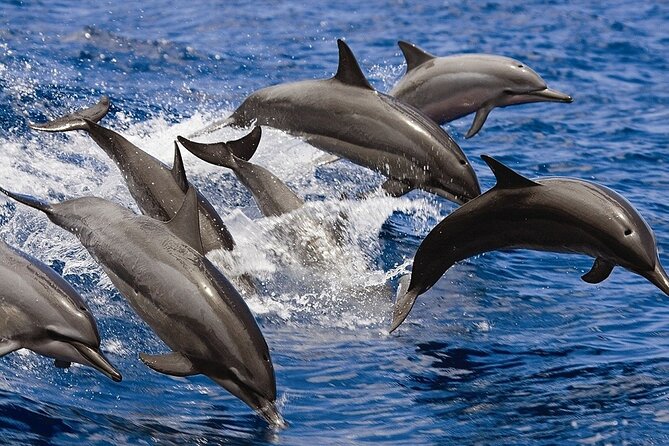 Private Luxury Dolphin House Boat Tour in Hurghada - Additional Information