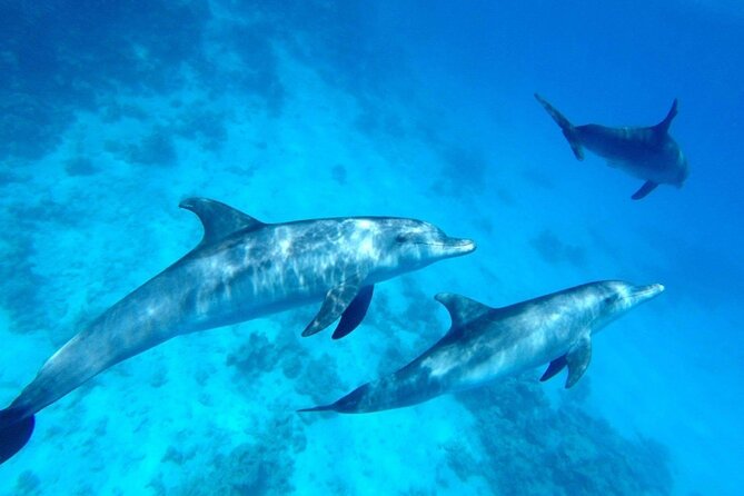 Private Luxury Dolphin House Boat Tour in Hurghada - Pricing Details