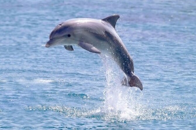Private Luxury Dolphin House Boat Tour in Hurghada - Booking Process