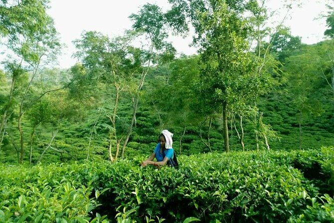 Private Luxury Escape: 2 Day Tea Gardens & Scenic Landscapes - Journey Through Sylhet: An In-Depth Look at the Tour