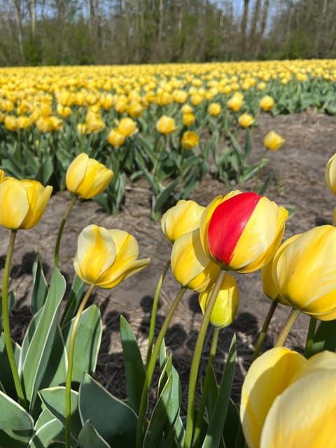 Private Luxury Full Day Tour: Kinderdijk, Volendam, Cheese - Booking Information