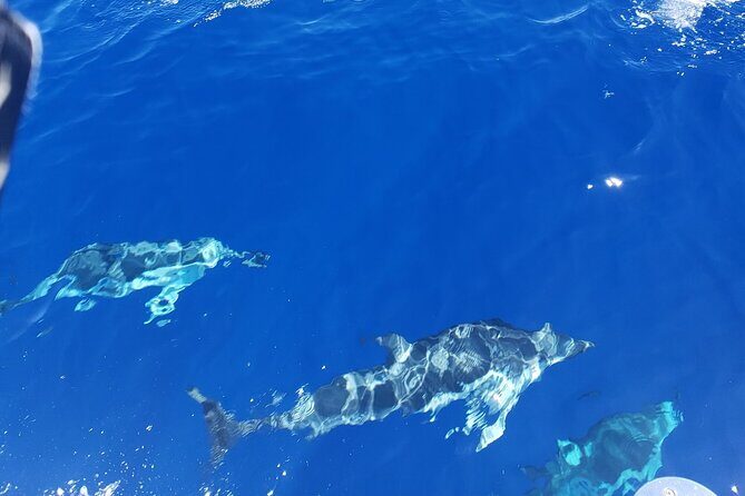 Private Luxury Sailboat Charters of Honolulu - The Experience: What to Expect on Your Sail