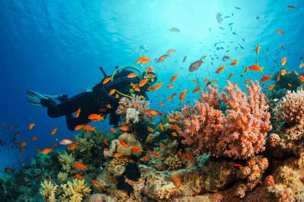 PRIVATE LUXURY TOUR - EXPLORE NHA TRANG ISLAND - Booking Process and Payment Options