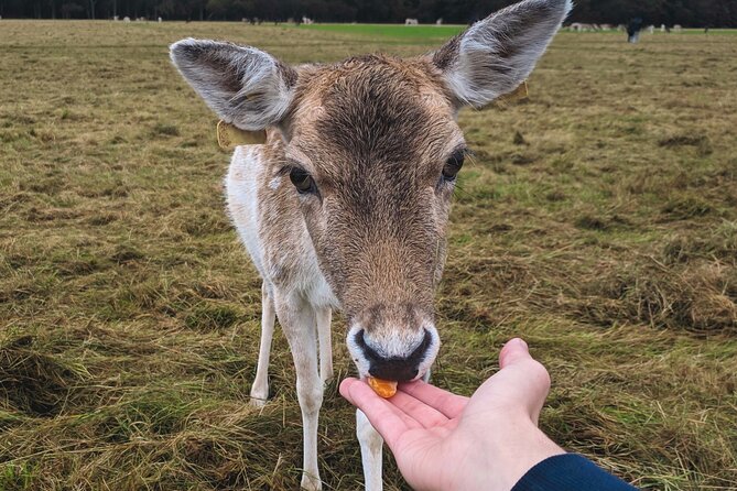 Private Luxury Tour of Dublin - Indulge in Luxury Dining