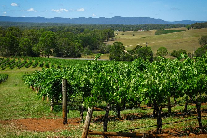 Private Luxury Tour: Tastes of the Hunter Valley - Lunch at a Boutique Winery