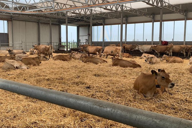 Private Luxury Tour Zaanse Schans ,Volendam and Cheesfarm - Tour Details