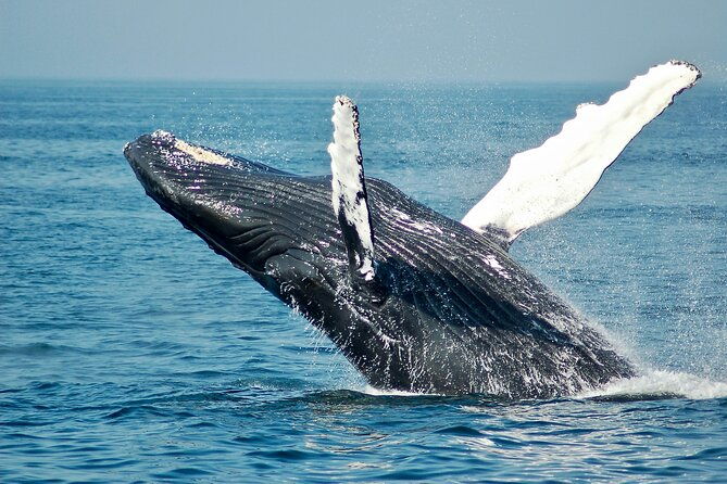 Private Luxury Whale Watching Tour in San Diego - A Look at the Private Luxury Whale Watching Tour in San Diego