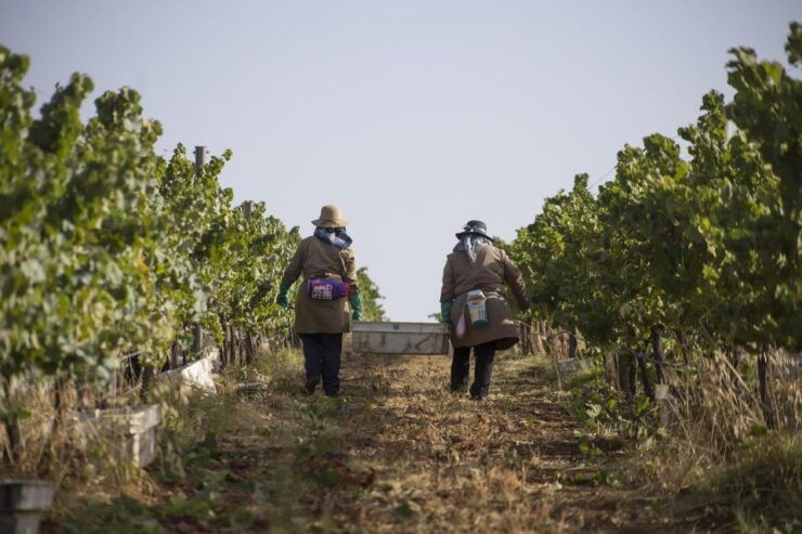 Private Luxury Wine & Food Tour in Alentejo - Good To Know