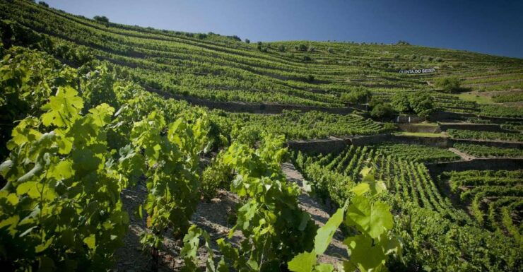 Private Luxury Wine & Food Tour in Douro - Tour Highlights