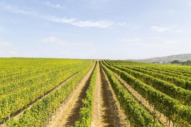 Private Luxury Wine & Food Tour in Lisbon Region - Important Information