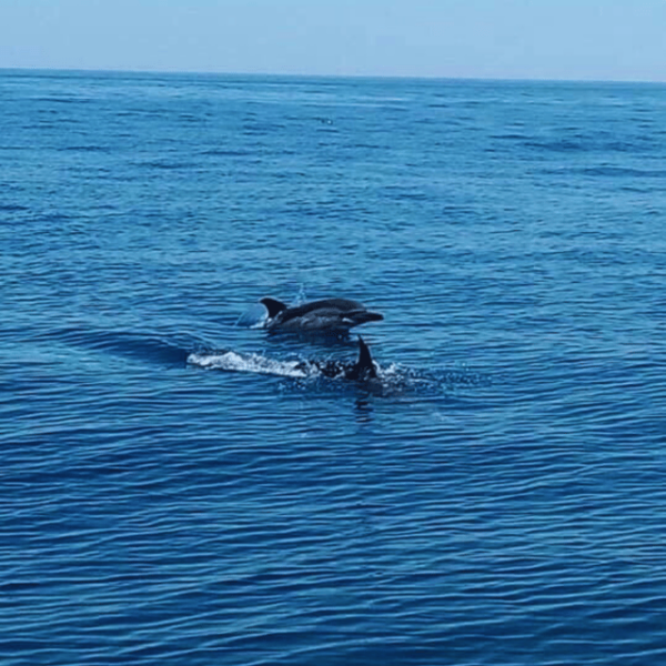 Private Luxury Yacht Charter - Vilamoura - Accessibility