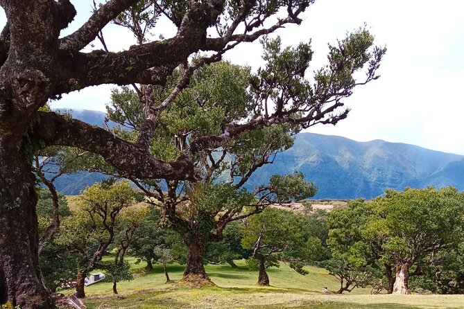 Private Madeira Island Tour Full Day - Common Questions
