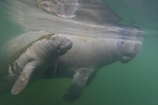 Private Manatee Swim Crystal River FL 6 Passenger Max Free Photos - The Itinerary: What to Expect from Start to Finish