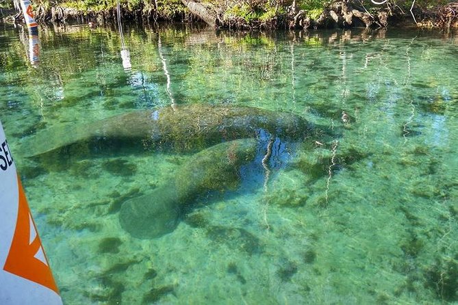 Private Manatee Swim for up to 6 With In-Water Divemaster/Photographer - Reviews and Pricing