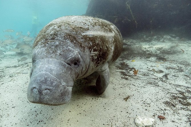 Private Manatee Swim for up to 6 With In-Water Divemaster/Photographer - The Sum Up