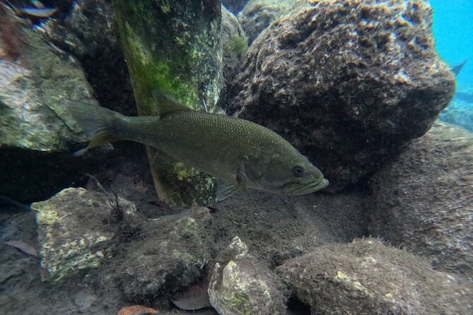 Private Manatee Swim Tour - Inclusions and Equipment