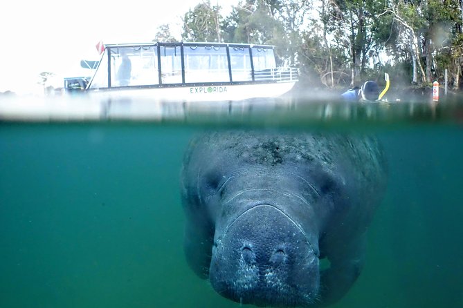 Private Manatee Tour for up to 10 - Tour Inclusions