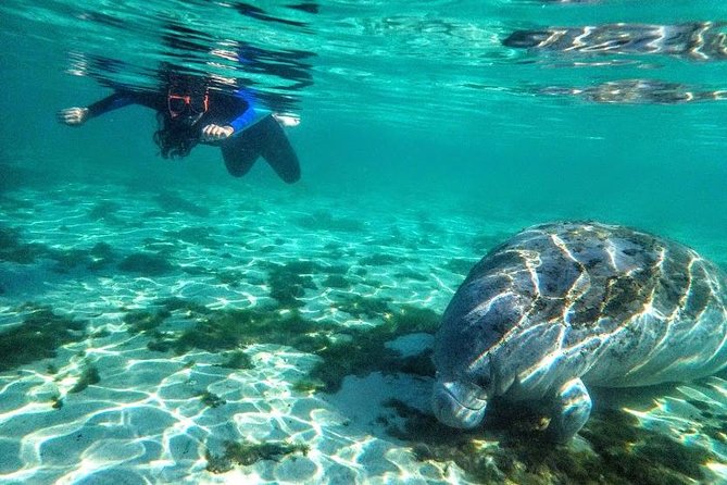 Private Manatee Tour for up to 10 - Meeting and Pickup Information