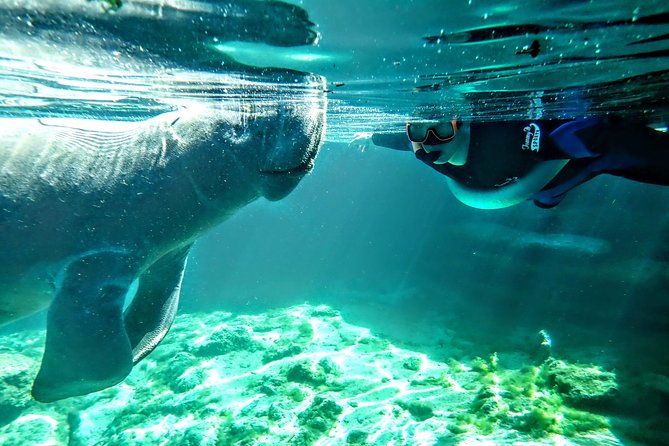 Private Manatee Tour for up to 10 - Tour Highlights