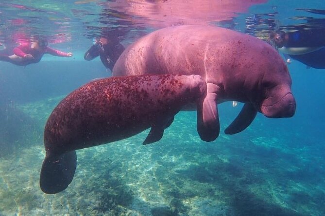Private Manatee Tour for up to 10 - Additional Information