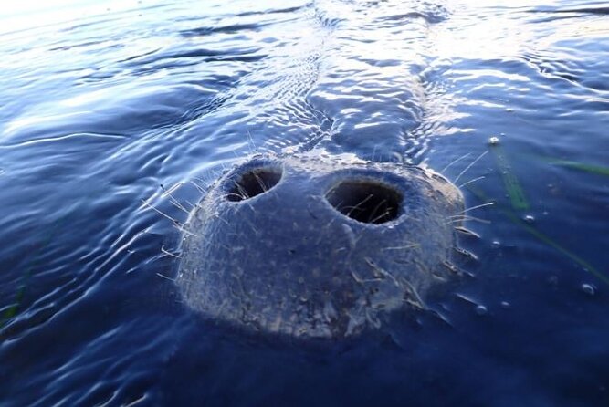 Private Manatee Tour for up to 10 - The Sum Up