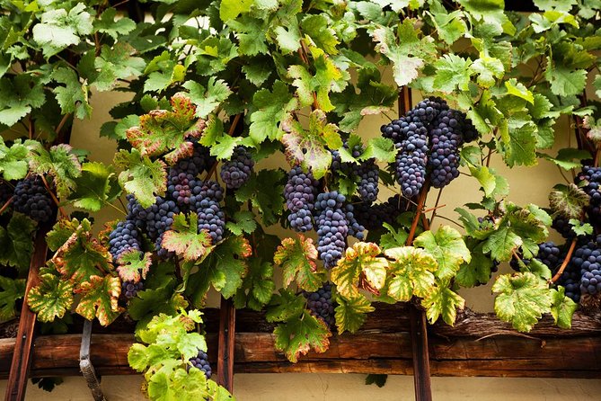 Private Maribor, Ptuj & Wine Road From Ljubljana - Customer Reviews
