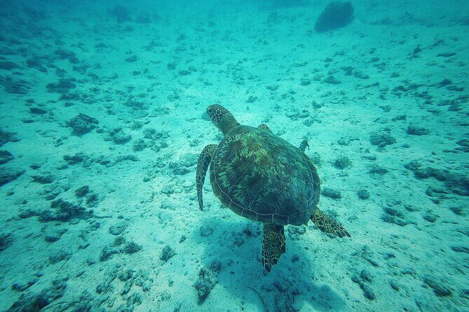 Private Marine Excursion and snorkeling in the lagoon of Moorea - What to Expect on This Moorea Snorkeling Tour