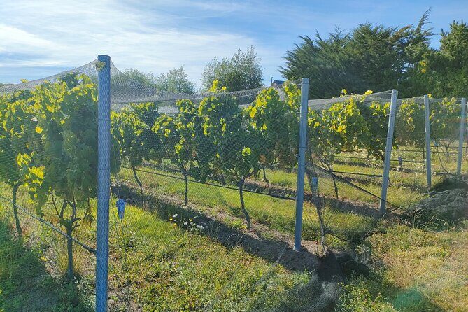 Private Martinborough Wine Tour for Wine Enthusiasts - The Allure of the Martinborough Wine Region