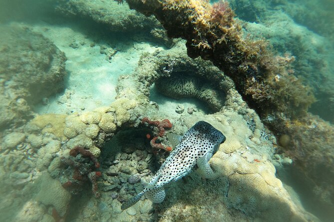 Private MegaSUP & Snorkel Tour of Fort Lauderdale Reefs - Reviews
