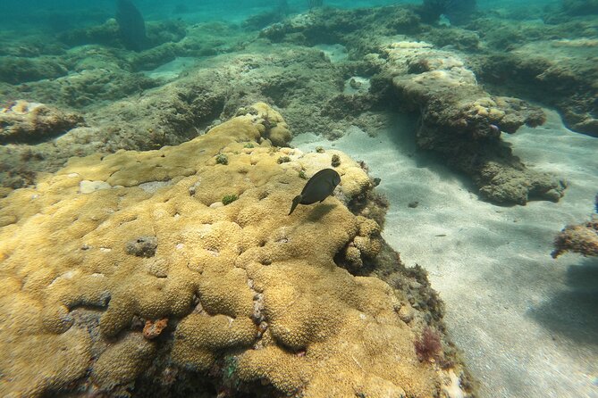 Private MegaSUP & Snorkel Tour of Fort Lauderdale Reefs - Common Questions