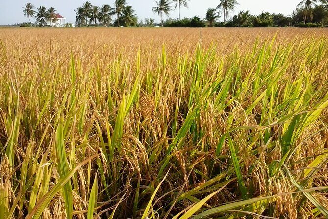 Private Mekong Delta Less Tourist - Coconut Island Tour - Good To Know