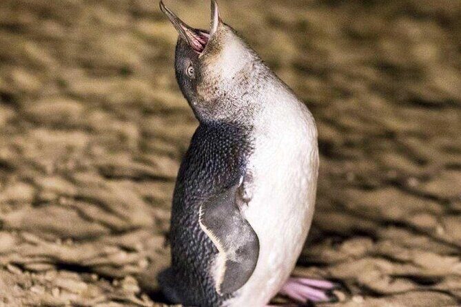 Private Melbourne Tour: Phillip Island and Chocolate Factory - The Sum Up