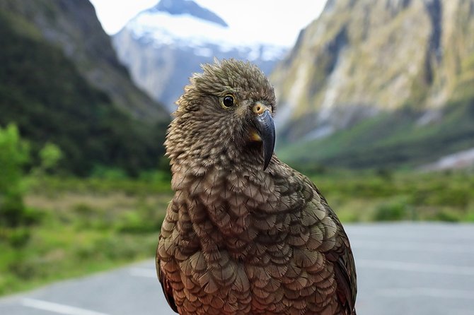 Private Milford Sound Tour With Cruise & Lunch From Te Anau - Inclusions