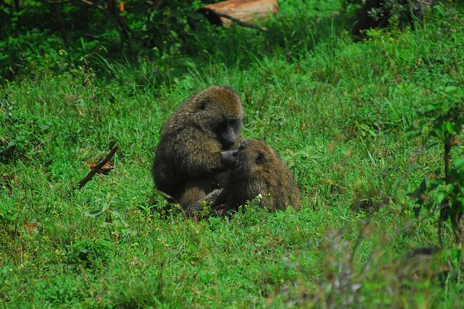 Private Mini Safari Tour in Nairobi - The Sum Up