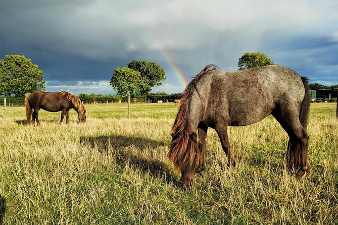 Private Miniature Horse Walking Near Lincoln - Overview and Pricing