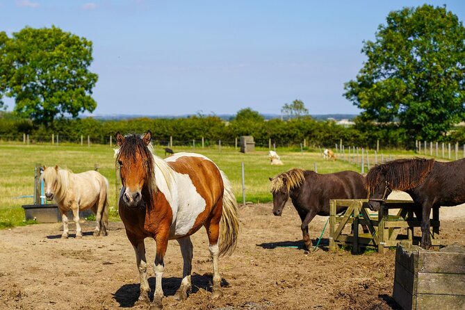 Private Miniature Horse Walking Near Lincoln - What to Expect