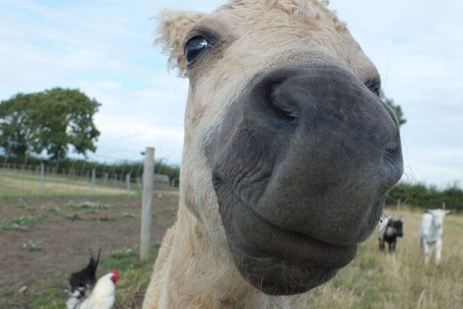 Private Miniature Horse Walking Near Lincoln - Recommendations