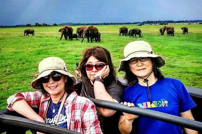 Private Minneriya National Park Safari and Fireflies Lighting Tour - The Tour in Detail: What to Expect from Start to Finish