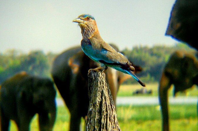 Private Minneriya National Park Safari and Fireflies Lighting Tour - The Sum Up: Is This Tour Worth It?