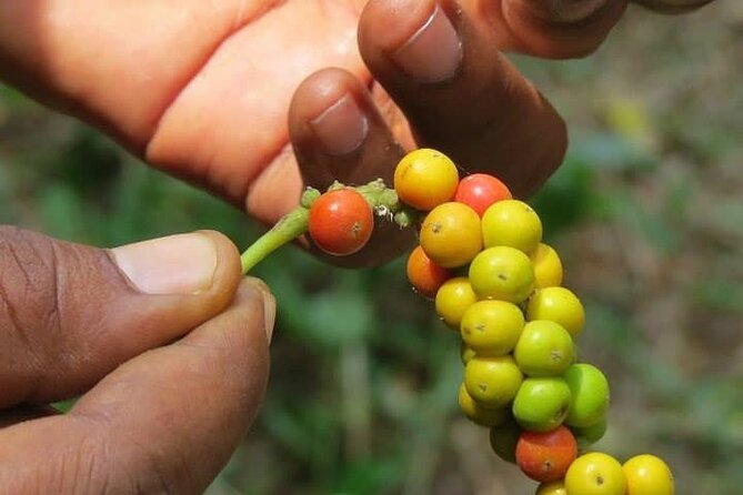 Private Mnemba Island Tour; Spice Tour; Jozani Forest Tour - Booking Options