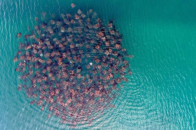 Private Mobula Ray Snorkel Adventure - Pricing and Guarantee