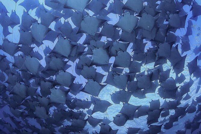 Private Mobula Ray Snorkel Adventure - Overview