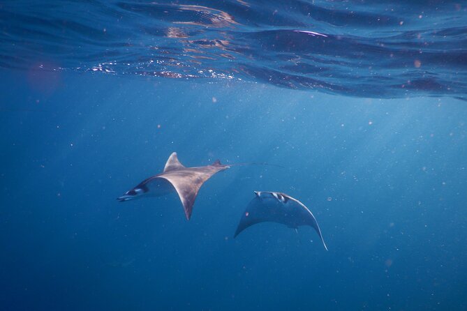 Private Mobula Ray Snorkel Adventure - Whats Included