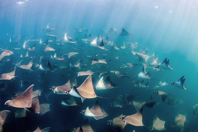 Private Mobula Ray Snorkel Adventure - Common Questions