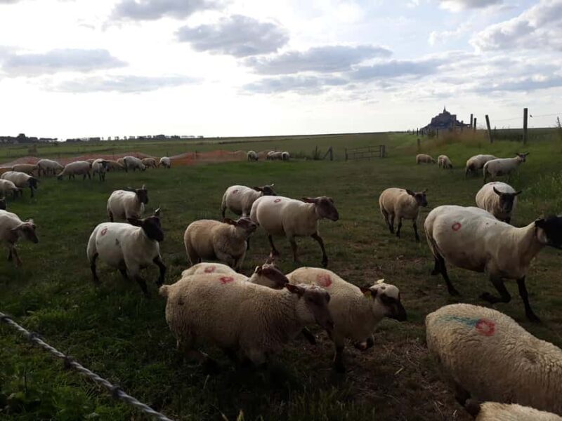 Private Mont-Saint-Michel from Bayeux or Caen - Exploring the Tour: A Practical Breakdown